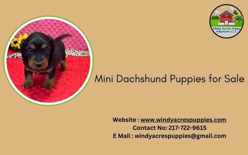 Mini Dachshund Puppies For Sale: Windy Acres Puppy, Illinois